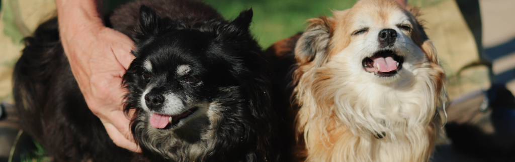 犬の幼稚園について